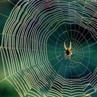 Πώς και γιατί μια αράχνη υφαίνει τον ιστό της Ποιο νήμα είναι το πιο δυνατό, ατσάλι ή ιστός