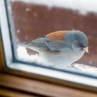 Kuş neden pencereyi çalıyor?