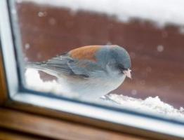Γιατί το πουλί χτυπάει το παράθυρο;